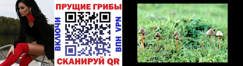 Галлюциногенные грибы Psilocybe  Купить закладки  Будённовск 